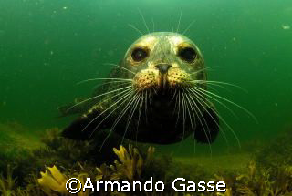 Harbour Seal by Armando Gasse 